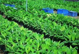 China Tissue Culture
